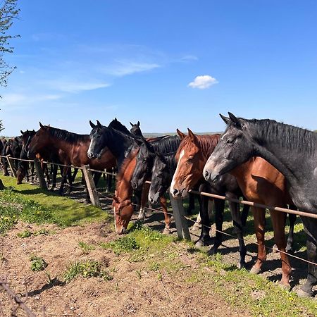 Black Horse Pasłęk Kültér fotó