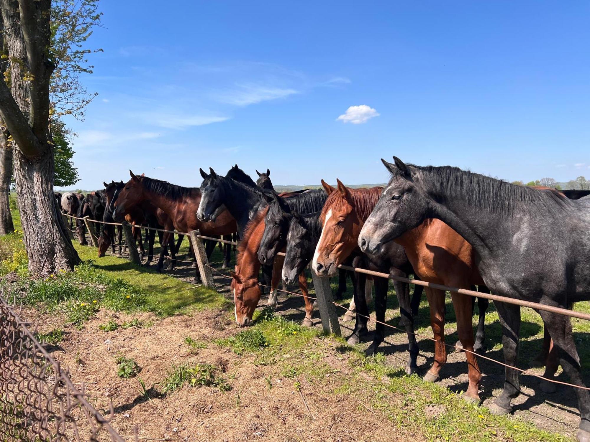 Black Horse Pasłęk Kültér fotó